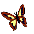 flatternder Schmetterling